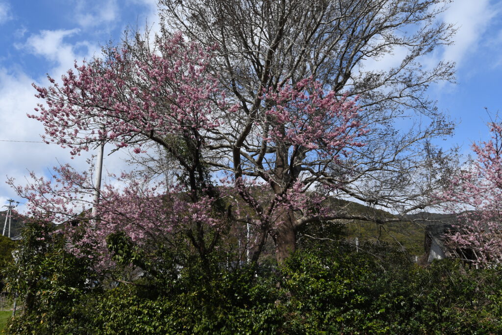 雪割桜咲く：椿寒桜-竜串グラスボート