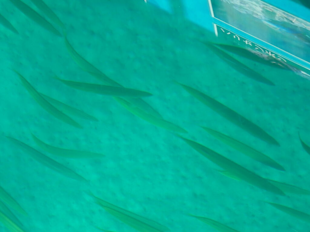 シコロサンゴ　カマスの大群-竜串グラスボート