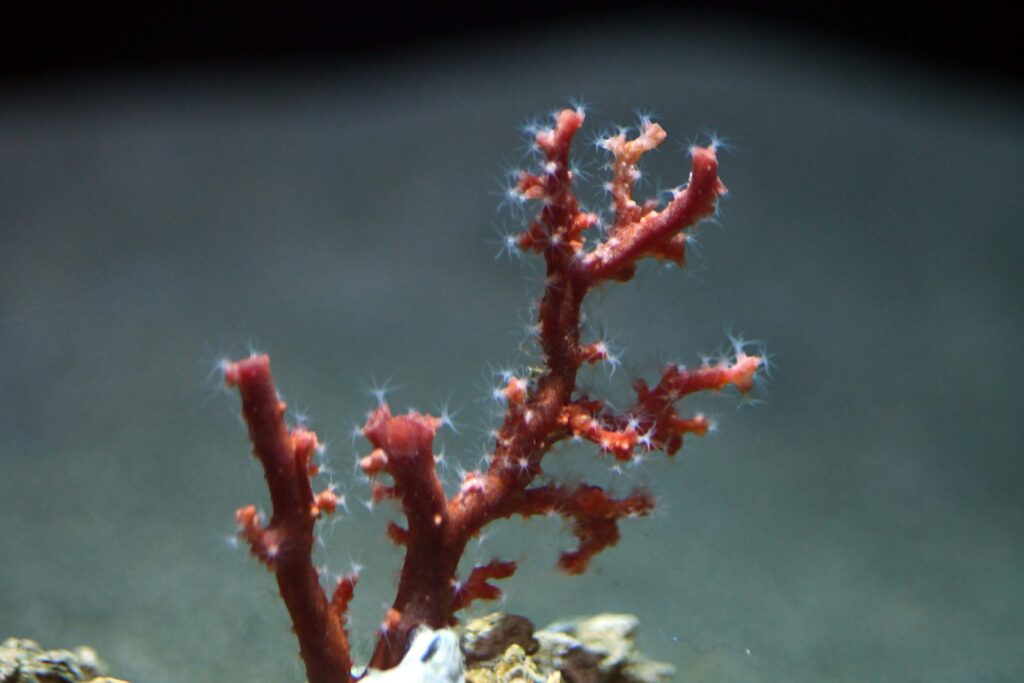 赤珊瑚-竜串グラスボート