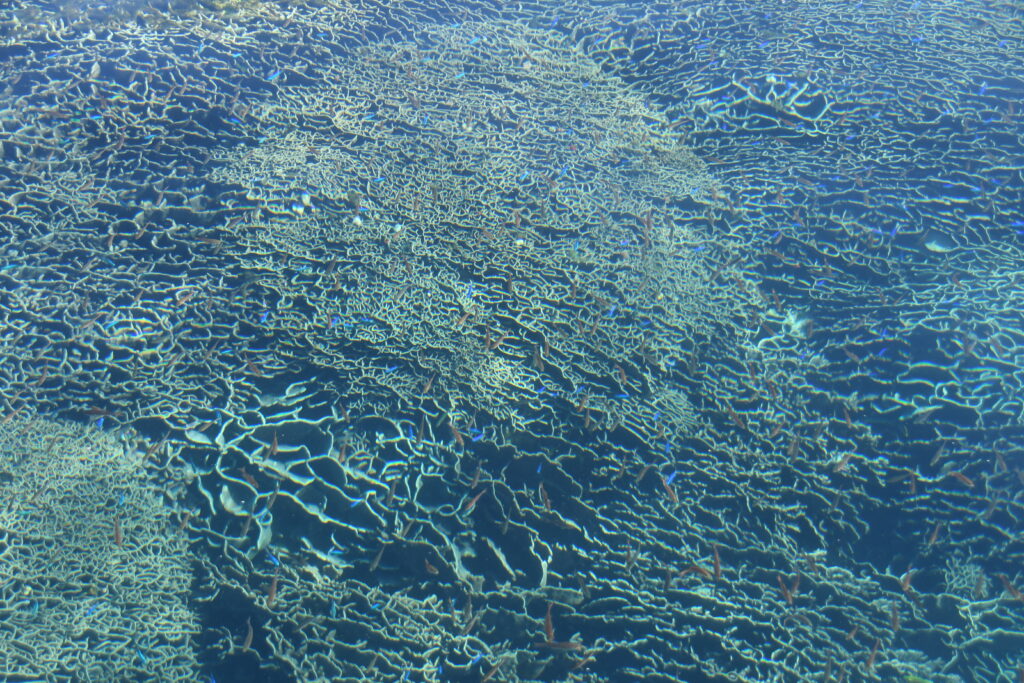 竜串海域公園の透明度-竜串グラスボート