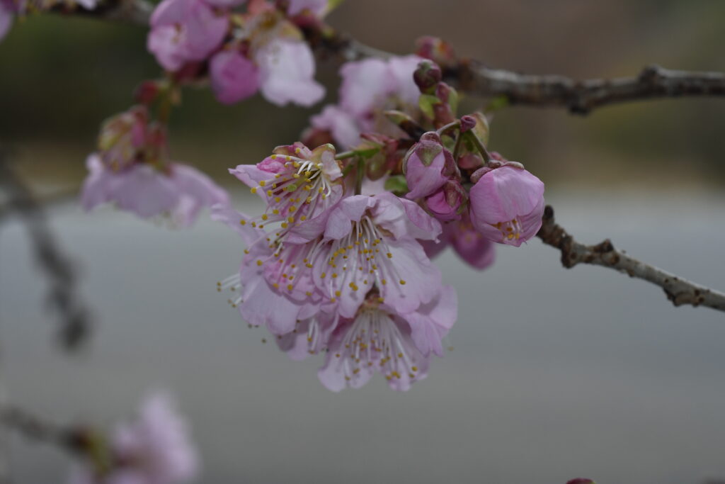 桜が咲いた！-竜串グラスボート