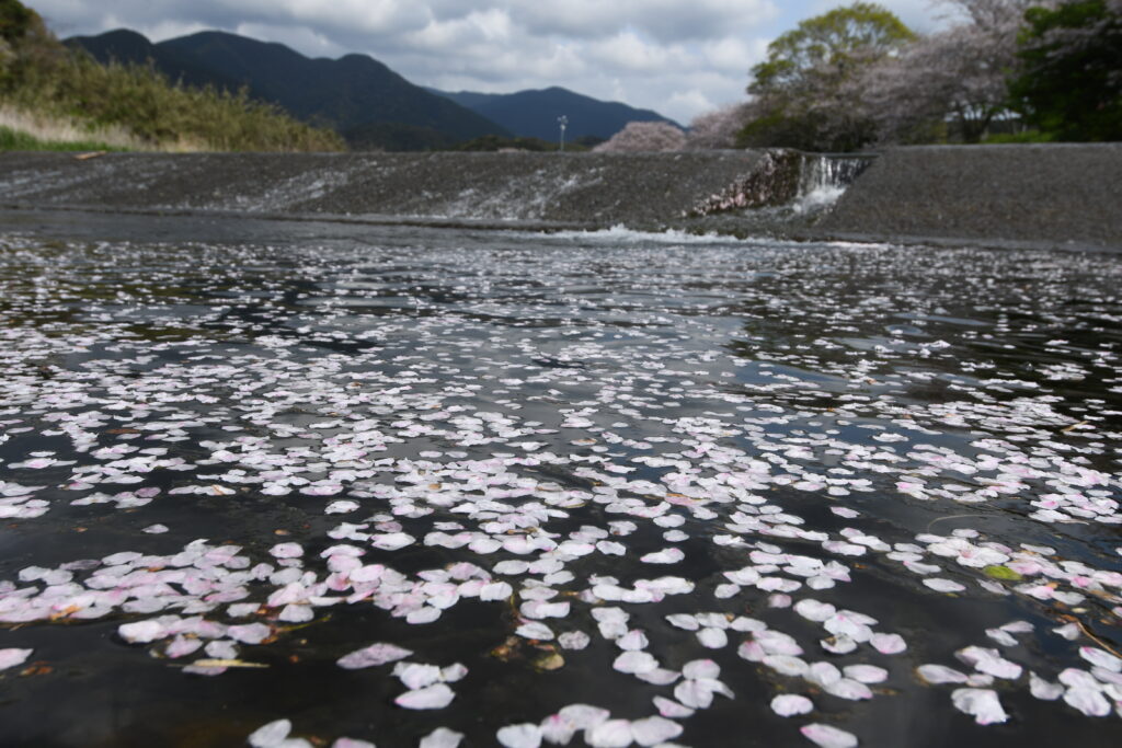 竜串の桜散る-竜串グラスボート