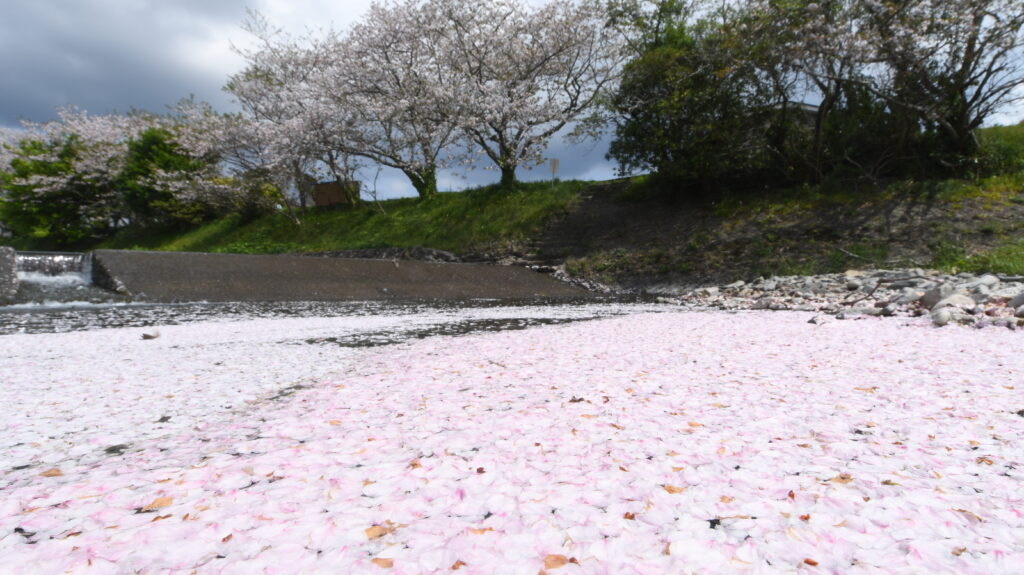竜串の桜散る-竜串グラスボート