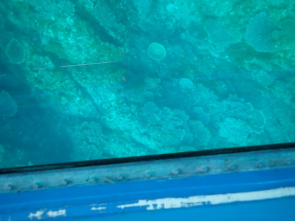 竜串湾のアオウミガメ」-竜串グラスボート