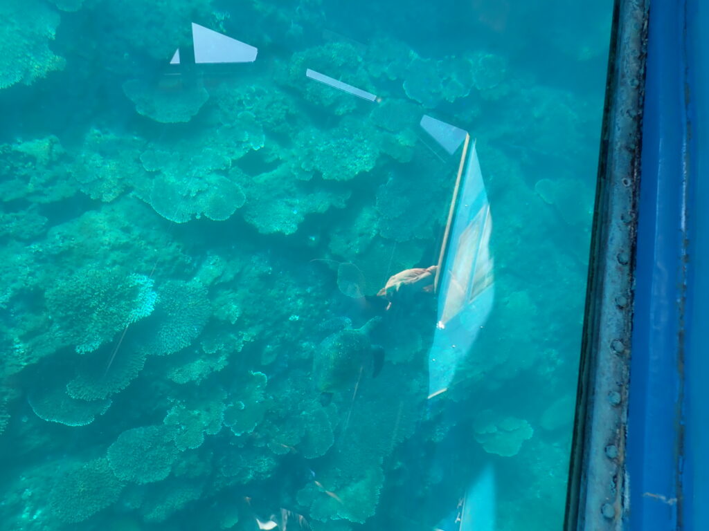 竜串海域公園3号地のカメさん-竜串グラスボート