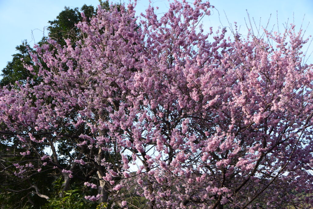 椿寒桜（雪割桜）　満開！-竜串グラスボート