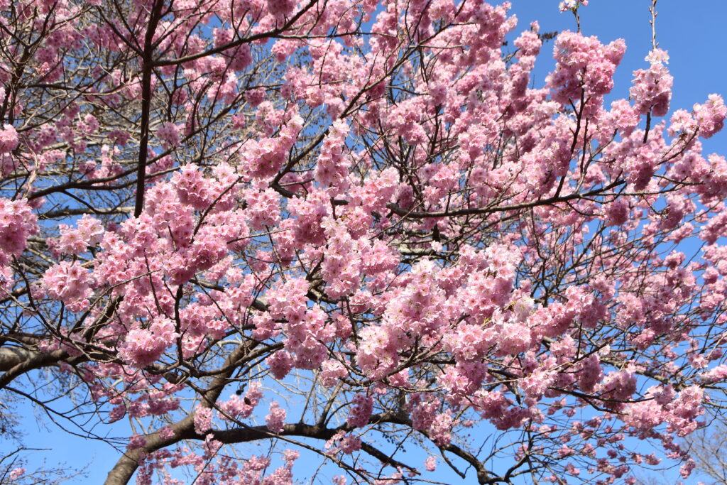 椿寒桜（雪割桜）　満開！-竜串グラスボート