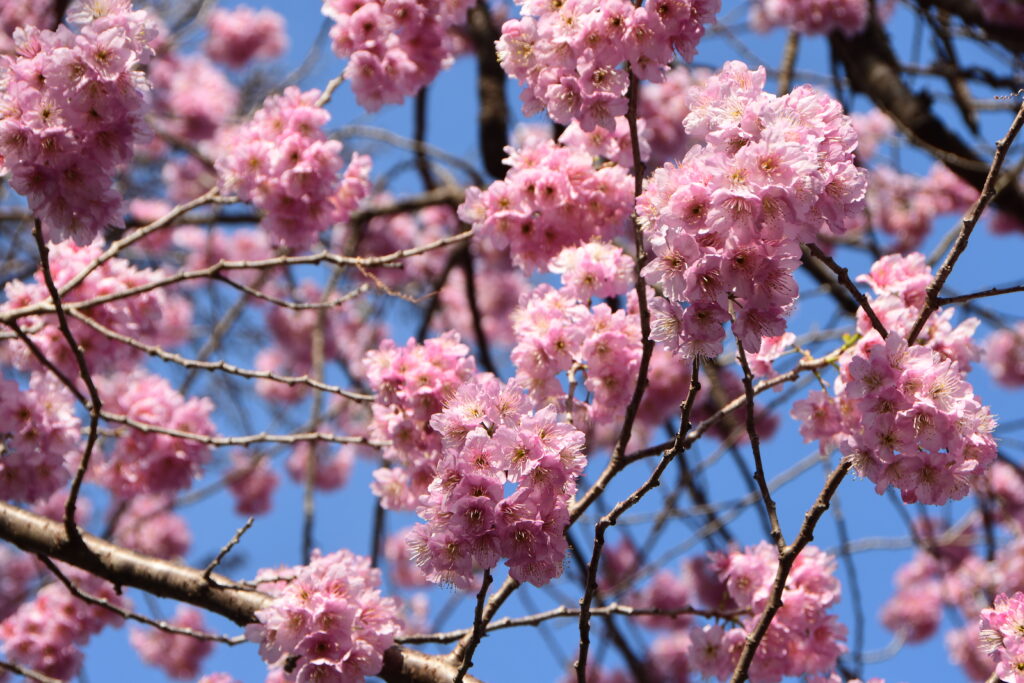 椿寒桜（雪割桜）　満開！-竜串グラスボート