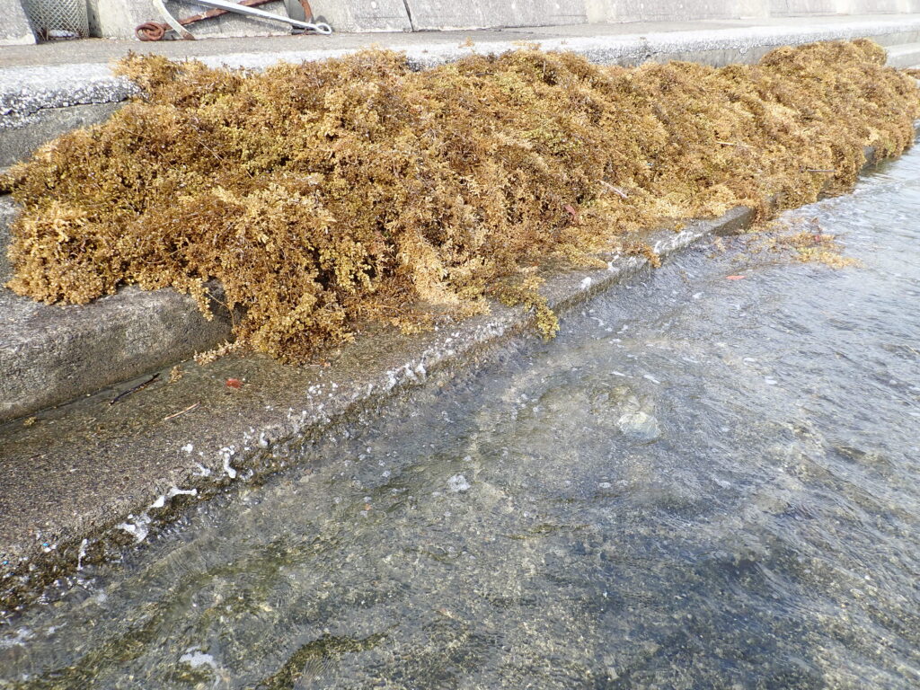 竜串港内の海藻除去-竜串グラスボート