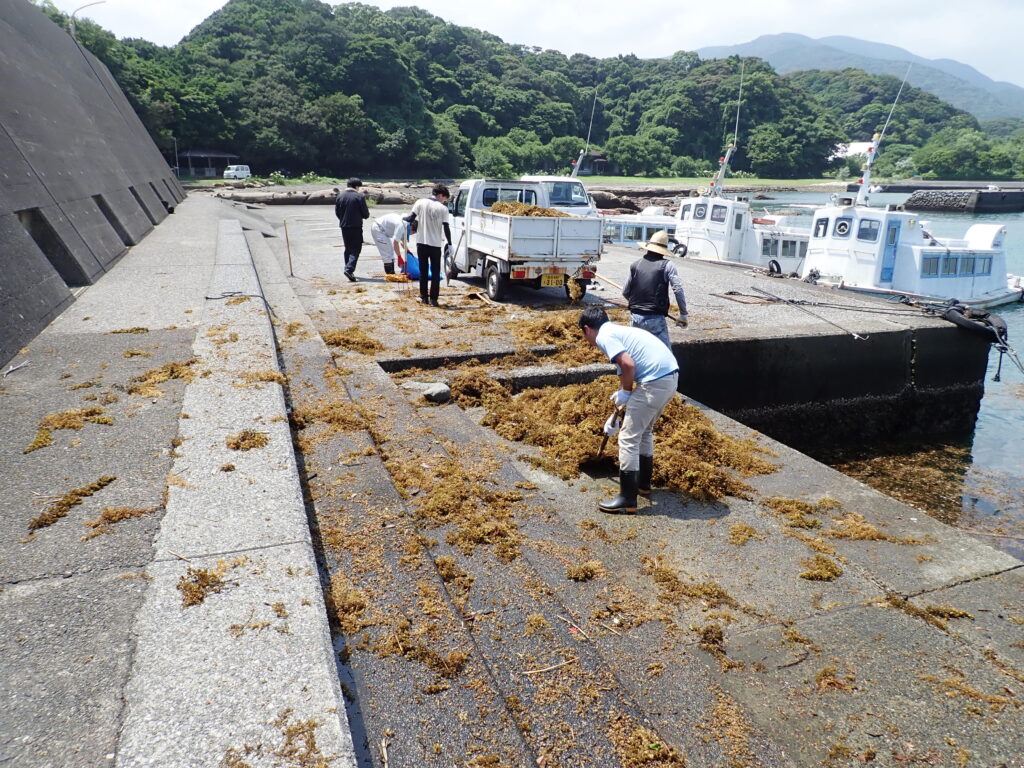 竜串港内の海藻除去-竜串グラスボート