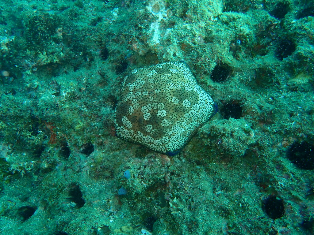 オニヒトデ駆除-竜串グラスボート