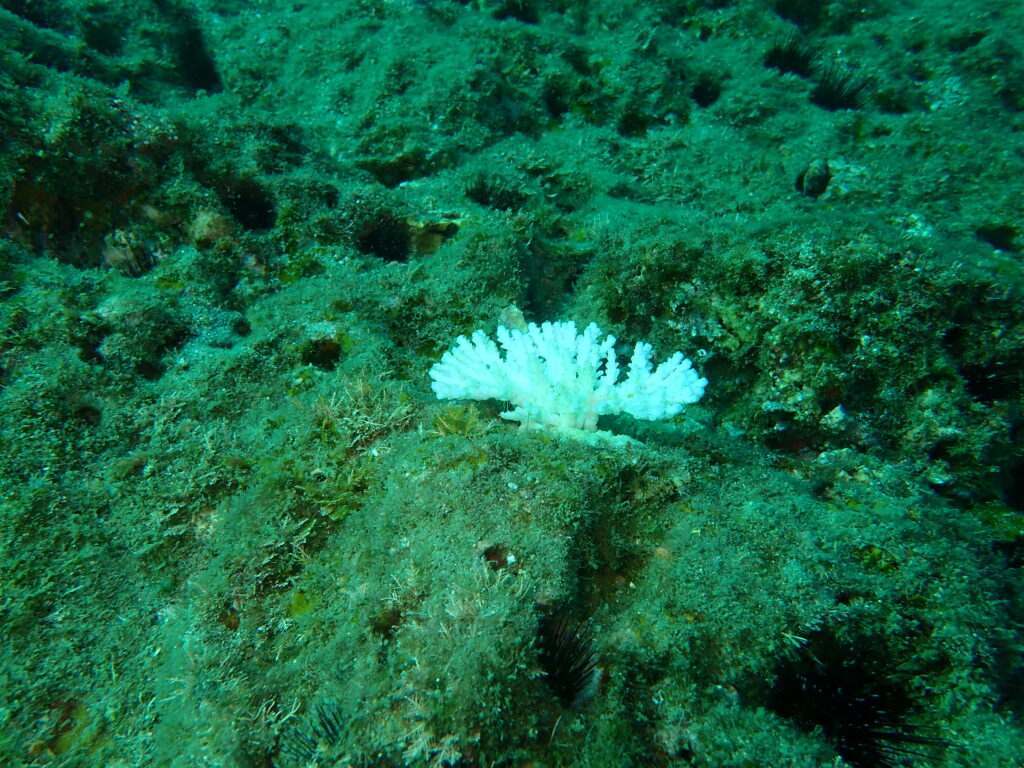 オニヒトデ駆除-竜串グラスボート