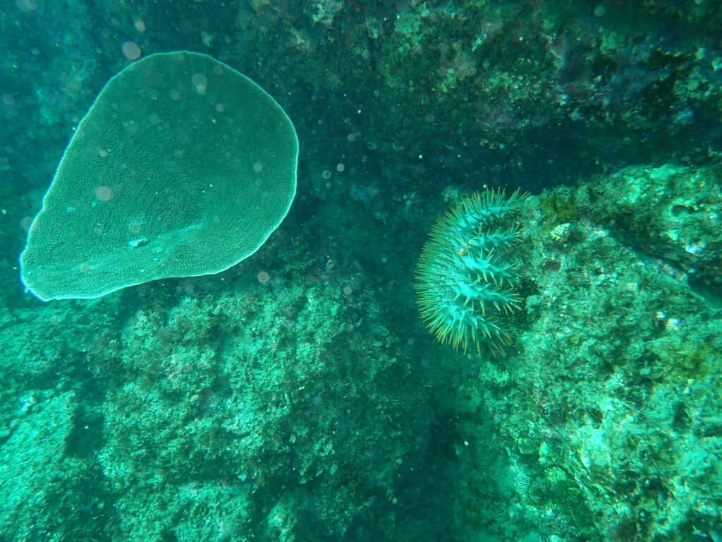 オニヒトデ駆除-竜串グラスボート