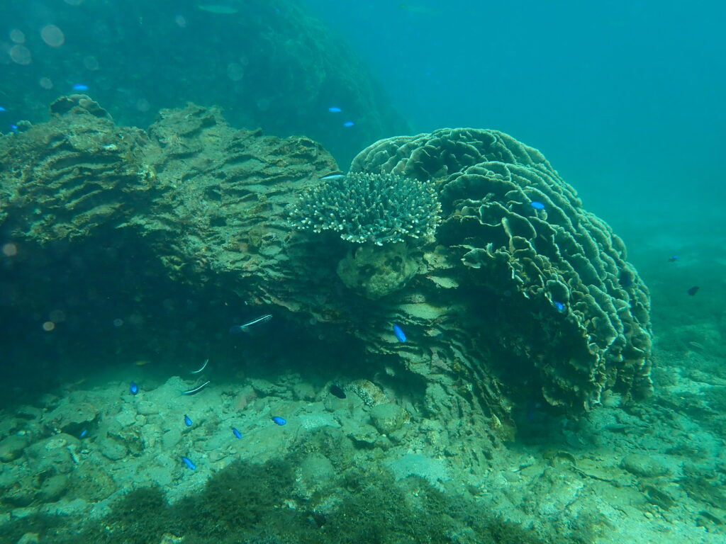 見残し湾マンジュウヒトデ-竜串グラスボート