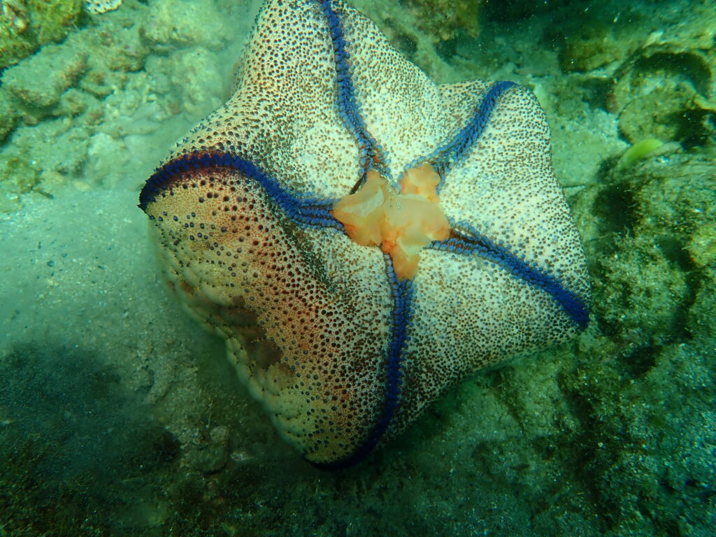 見残し湾マンジュウヒトデ-竜串グラスボート