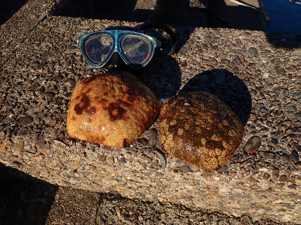 見残し湾マンジュウヒトデ-竜串グラスボート