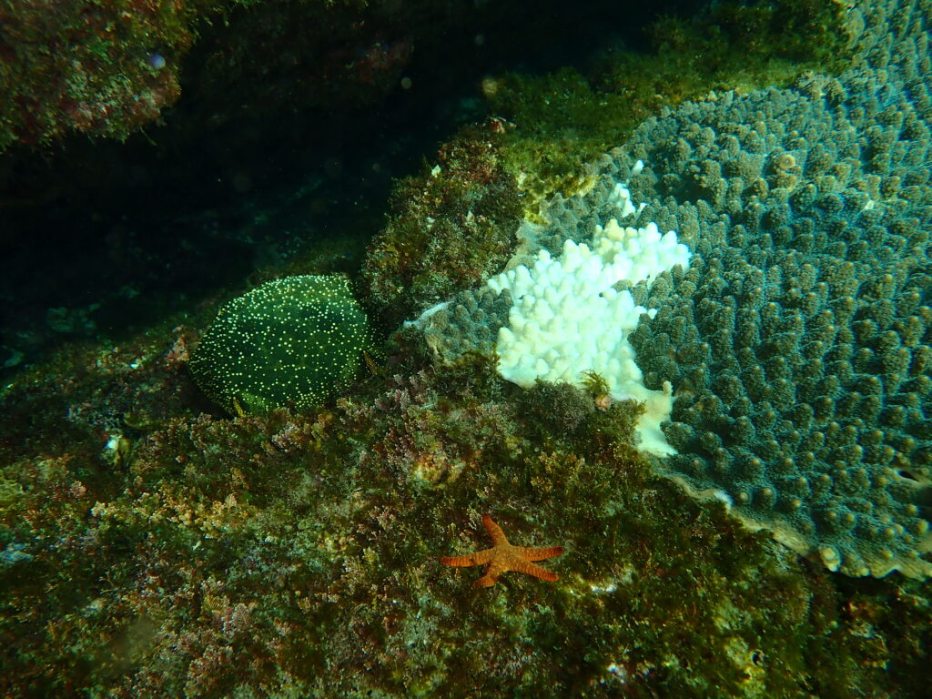 マンジュウヒトデ駆除-竜串グラスボート