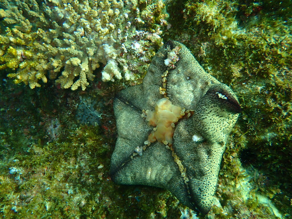 マンジュウヒトデ駆除-竜串グラスボート