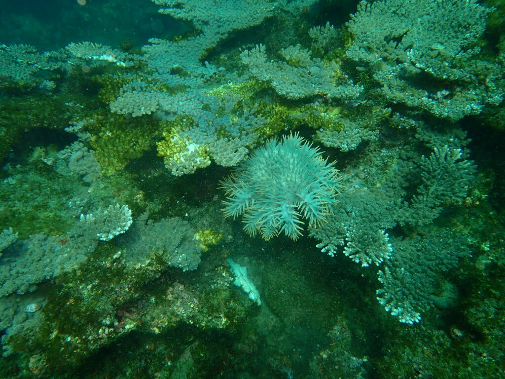 マンジュウヒトデ駆除-竜串グラスボート