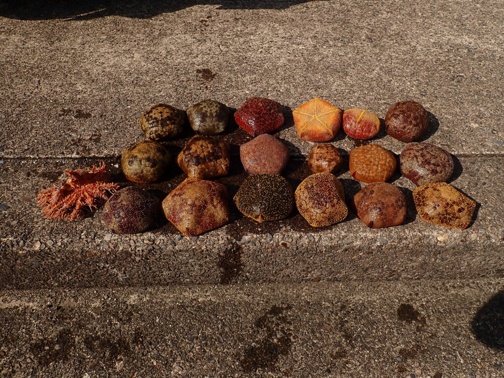 マンジュウヒトデ駆除-竜串グラスボート