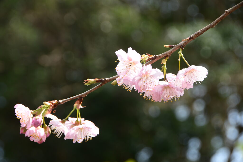 桜咲く！-竜串グラスボート
