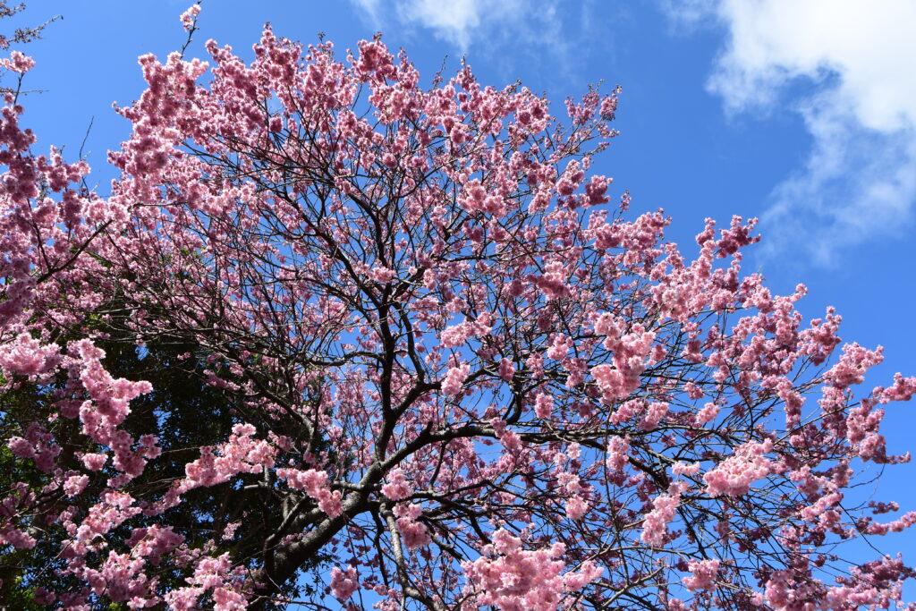 椿寒桜（雪割桜）満開！-竜串グラスボート