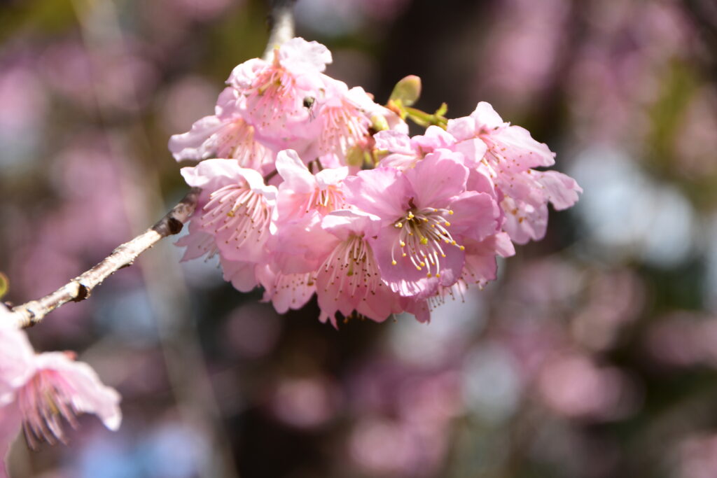 椿寒桜（雪割桜）満開！-竜串グラスボート