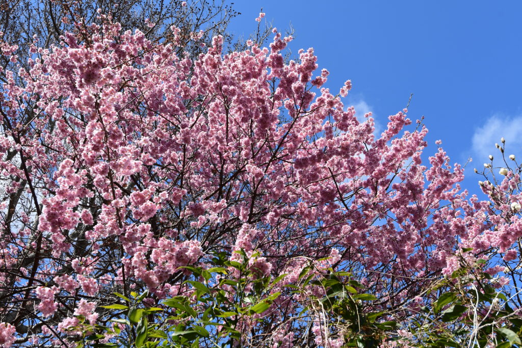 椿寒桜（雪割桜）満開！-竜串グラスボート