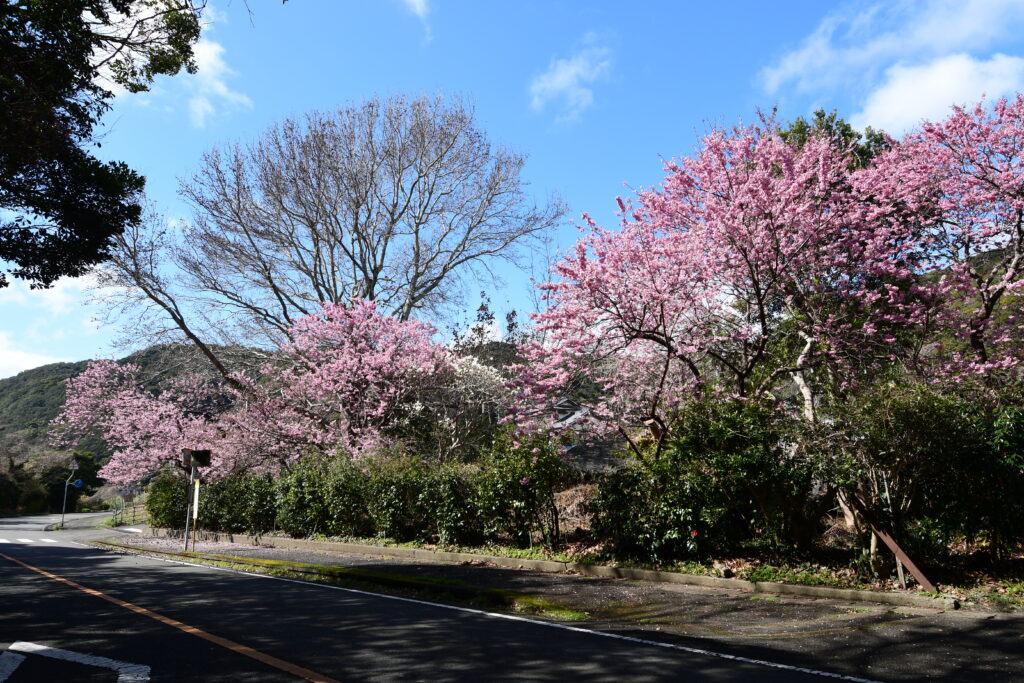 椿寒桜（雪割桜）満開！-竜串グラスボート