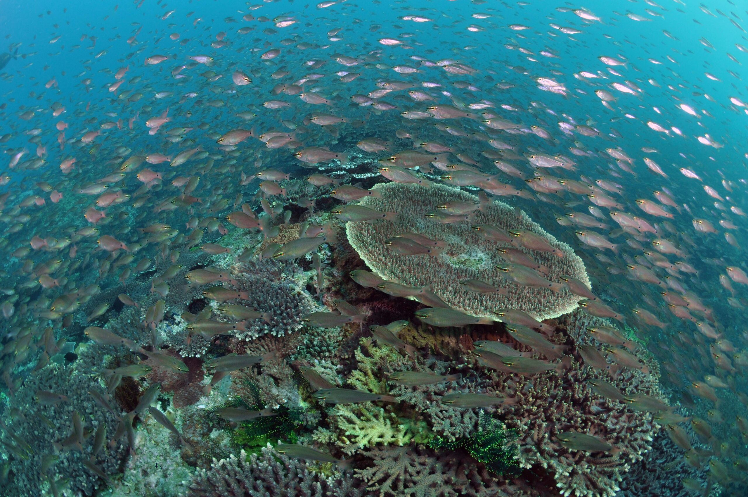 海域公園について-竜串グラスボート