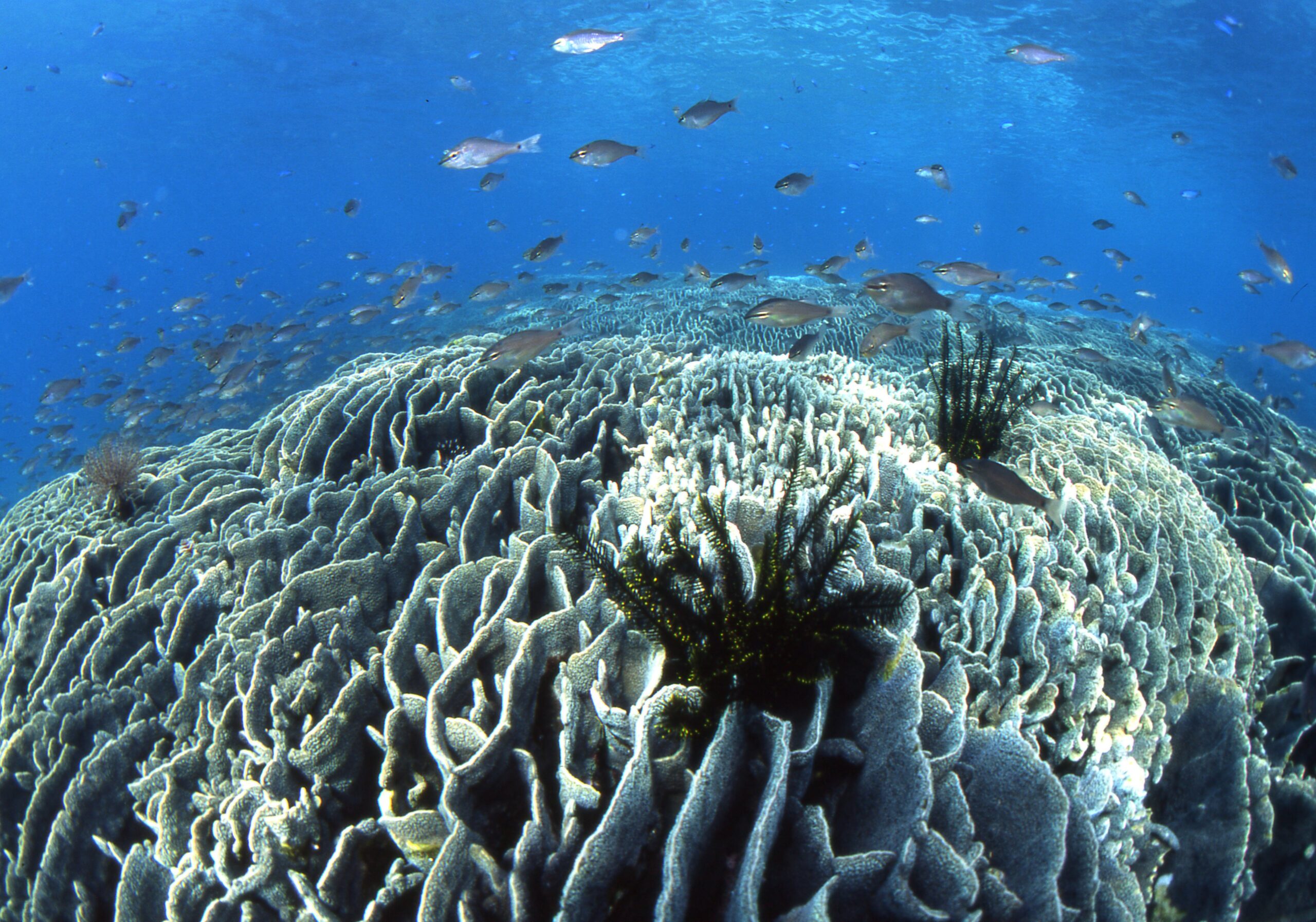 海域公園について-竜串グラスボート