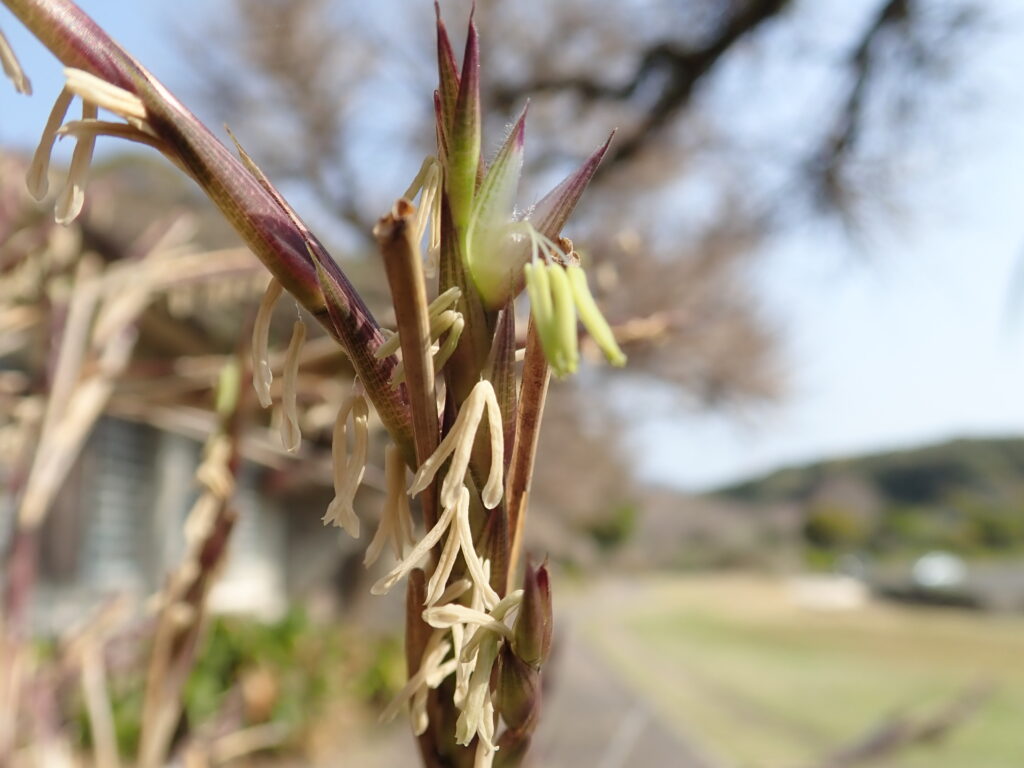竹の花が咲いた！-竜串グラスボート