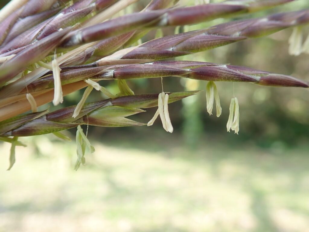 竹の花が咲いた！-竜串グラスボート