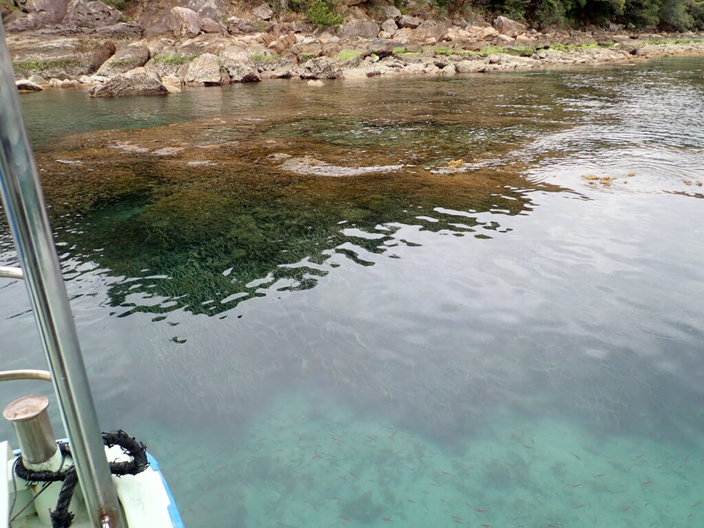 春の大潮-竜串グラスボート