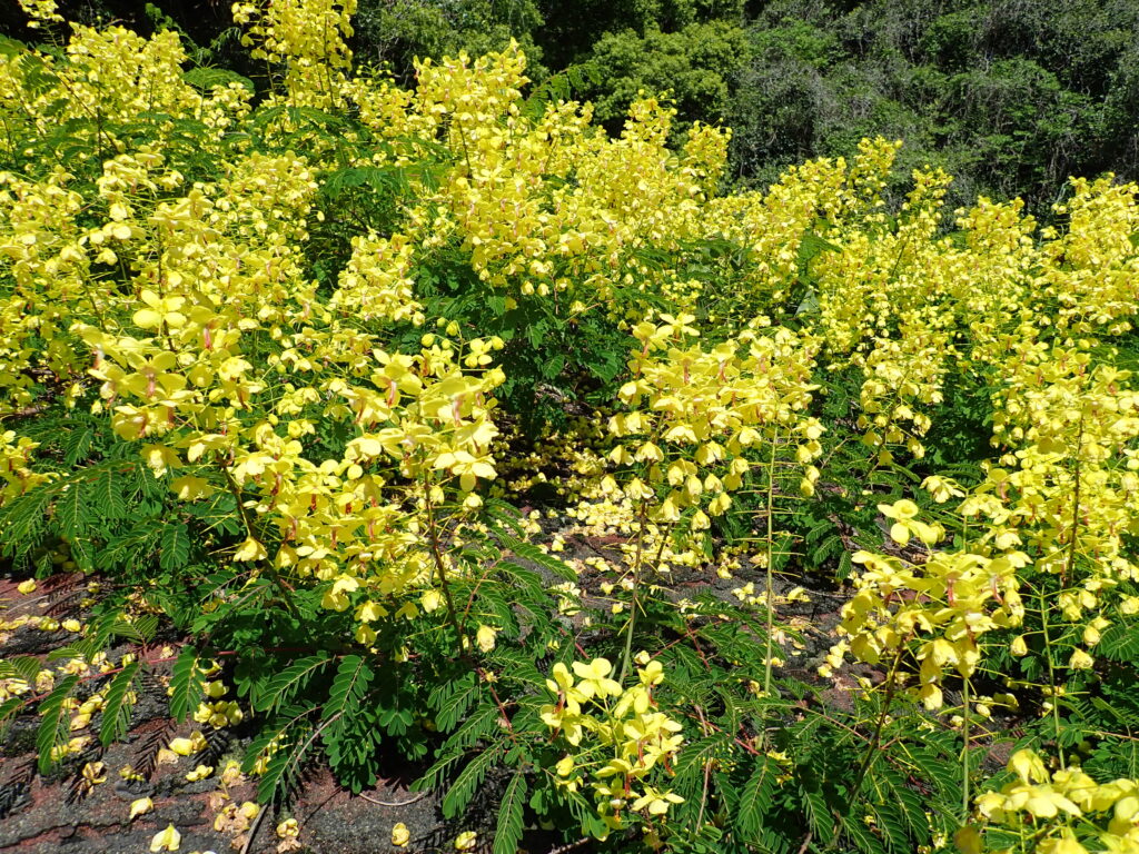 ジャケツイバラの花が満開-竜串グラスボート