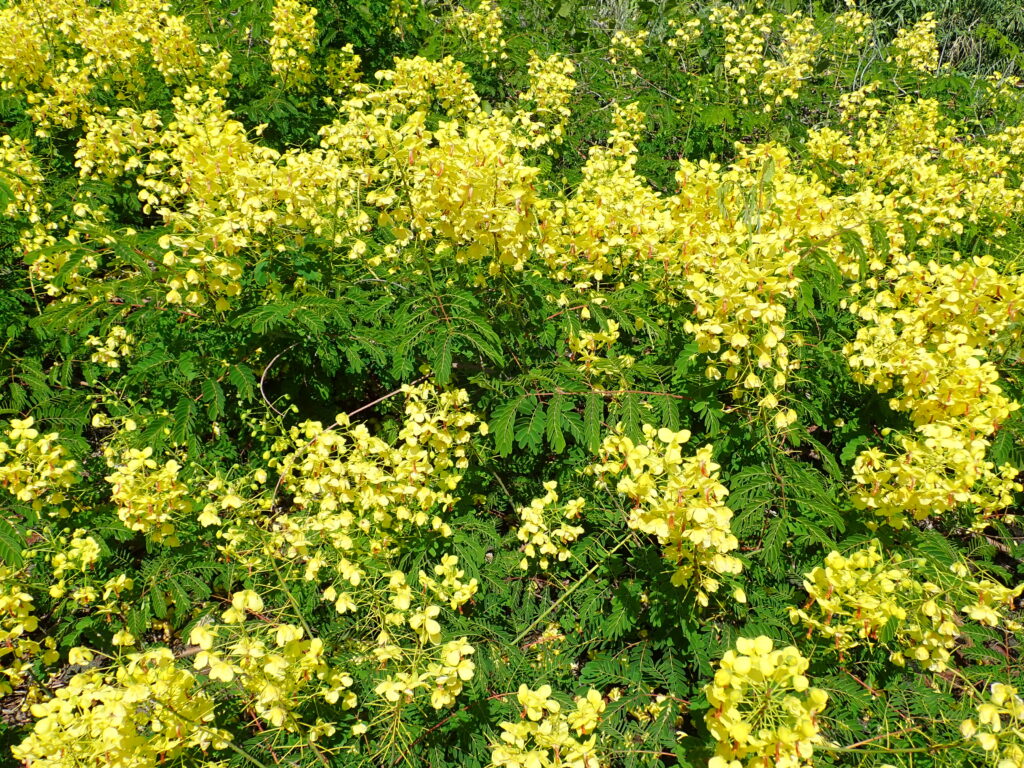 ジャケツイバラの花が満開-竜串グラスボート