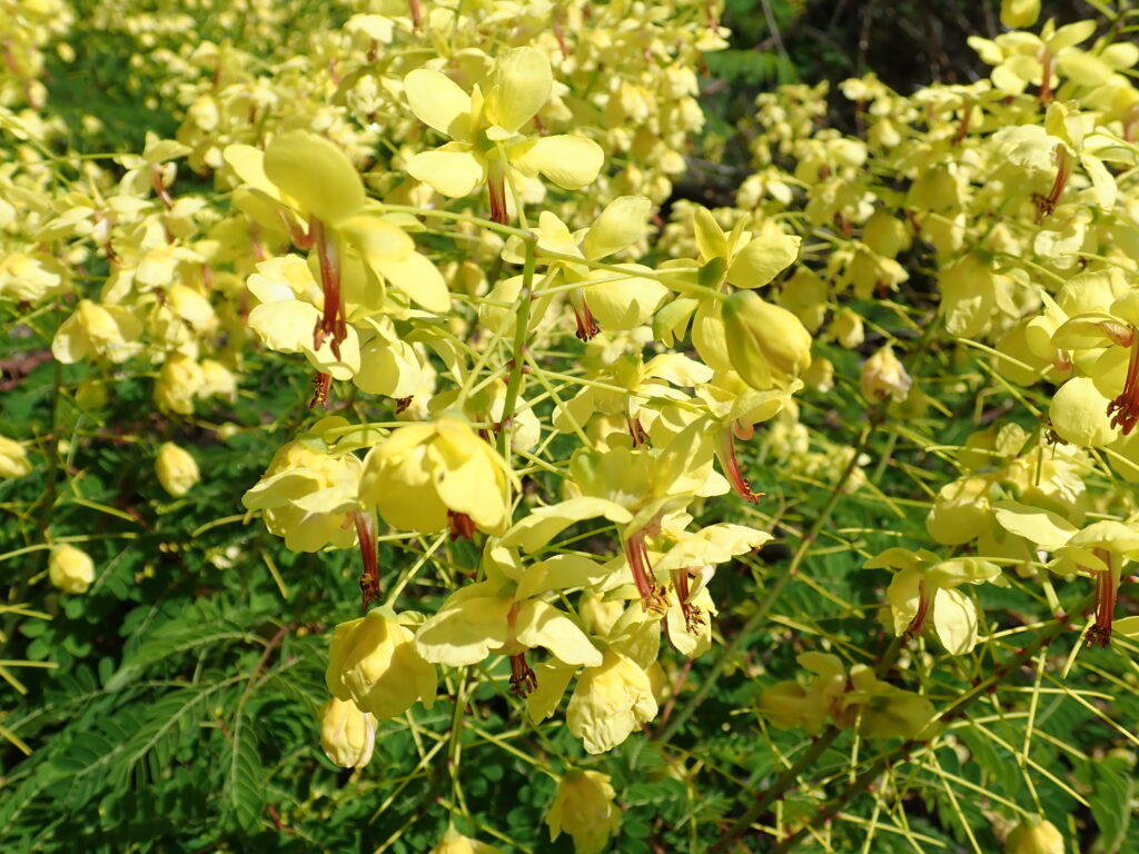 ジャケツイバラの花が満開-竜串グラスボート