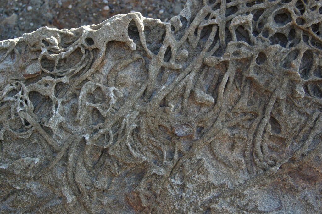 生痕化石　見残し海岸-竜串グラスボート